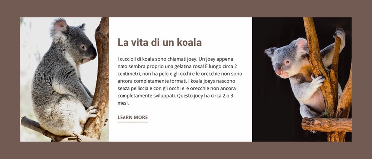 La vita di un koala Modelli di Website Builder