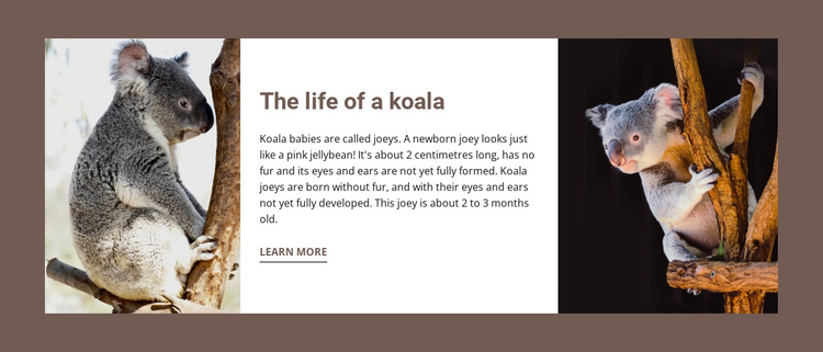 The life of a koala One Page Template