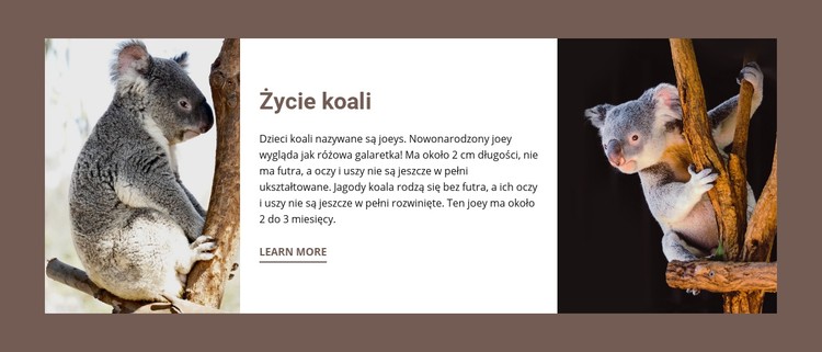 Życie koali Szablon CSS