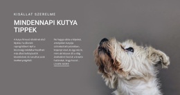 Mindennapi Kutya Tippek – Csodálatos Sablon Létrehozása