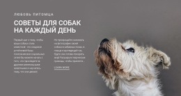Советы Для Собак На Каждый День Чистый И Минималистичный Шаблон