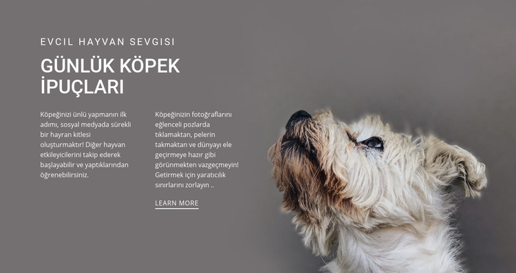 Günlük köpek ipuçları Joomla Şablonu