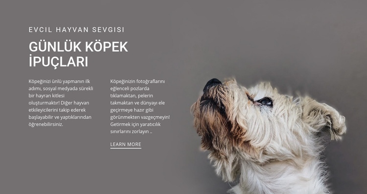 Günlük köpek ipuçları Web Sitesi Mockup'ı