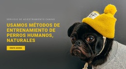 Entrenamiento Básico De Perros - Website Creator HTML