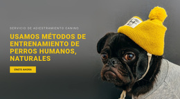 Tema Premium De WordPress Para Entrenamiento Básico De Perros