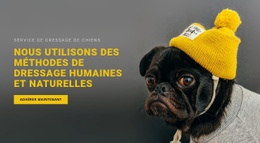 Conception Du Site Pour Formation De Base Du Chien