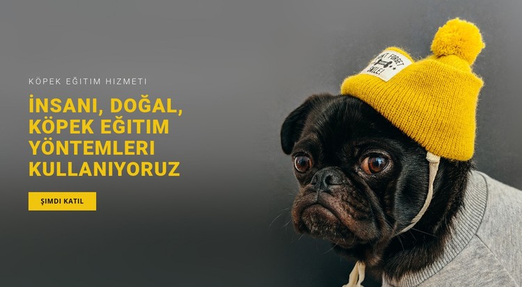 Temel Köpek Eğitimi CSS Şablonu