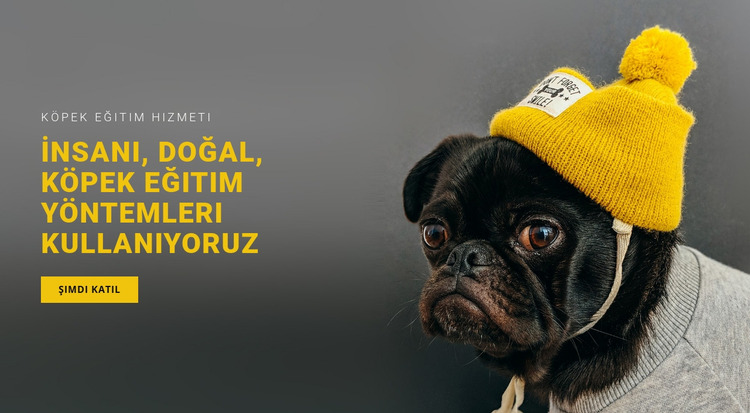 Temel Köpek Eğitimi Joomla Şablonu