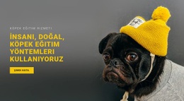 Temel Köpek Eğitimi Için En Yaratıcı Tek Sayfalık Şablon