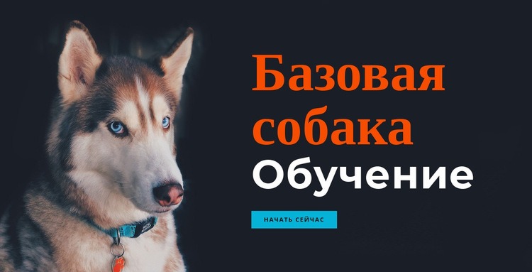 Онлайн-академия дрессировки собак Конструктор сайтов HTML