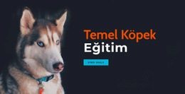 Çevrimiçi Köpek Eğitim Akademisi - En Iyi Web Sitesi Oluşturucu