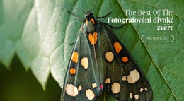 Afrických Motýlů Krásné Barevné Kolekce