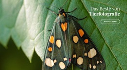 Kostenlose Online-Vorlage Für Afrikanische Schmetterlinge