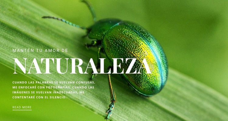 Escarabajo verde Plantillas de creación de sitios web