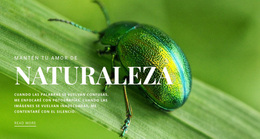 Escarabajo Verde - Tema De WordPress Listo Para Usar