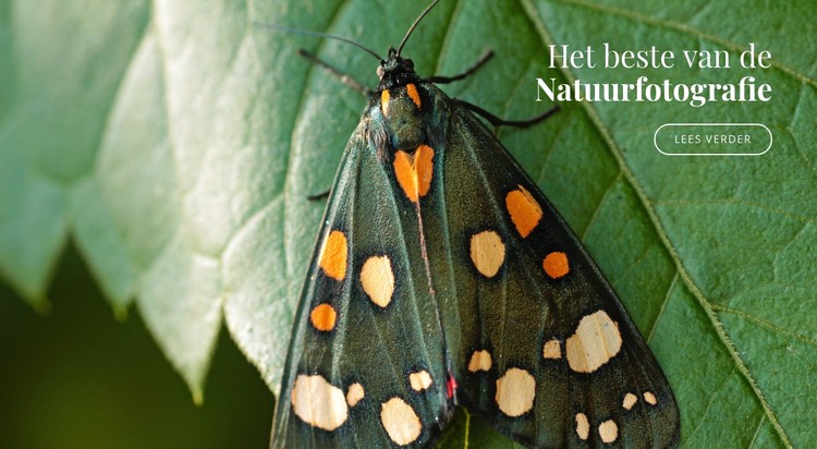 Afrikaanse vlinders CSS-sjabloon