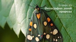 Африканские Бабочки — Шаблон Сайта Joomla