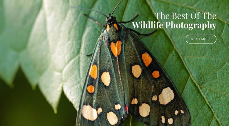 Afrikanska fjärilar Html webbplatsbyggare