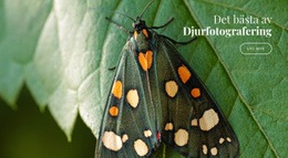 Afrikanska Fjärilar - Nedladdning Av HTML-Mall