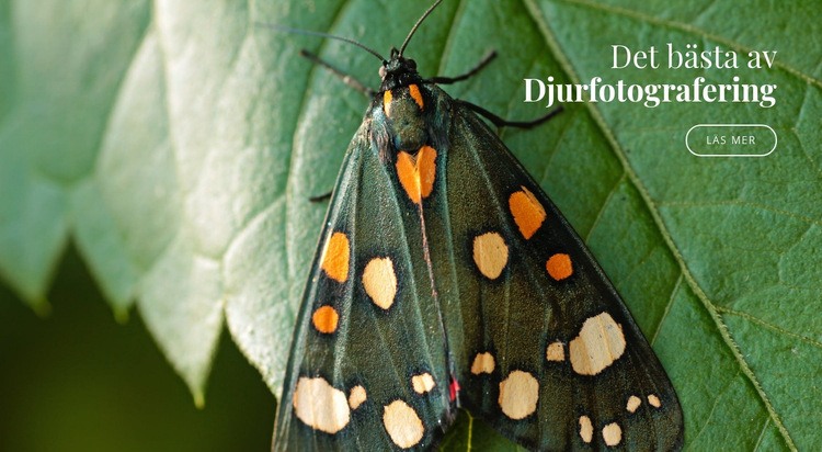 Afrikanska fjärilar HTML-mall