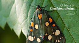 Gratis Onlinemall För Afrikanska Fjärilar