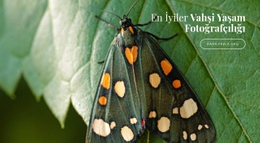 Afrika Kelebekleri - Bir Sayfalık Şablon