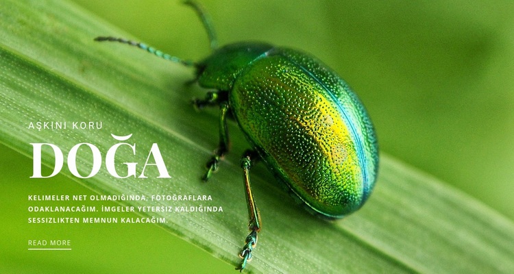 Yeşil böcek Web Sitesi Oluşturucu Şablonları