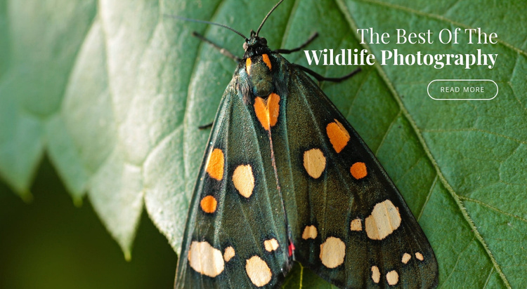 African butterflies Website Template