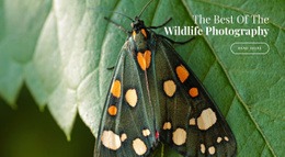 African Butterflies - Free Wysiwyg HTML Editor