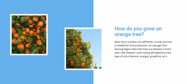 Pěstujte pomerančovník Html Website Builder