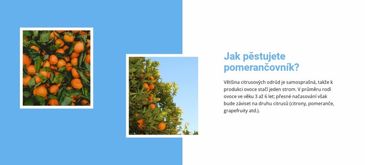 Pěstujte pomerančovník Šablona CSS