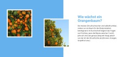Orangenbaum Wachsen Lassen - Anpassbare Vorlage