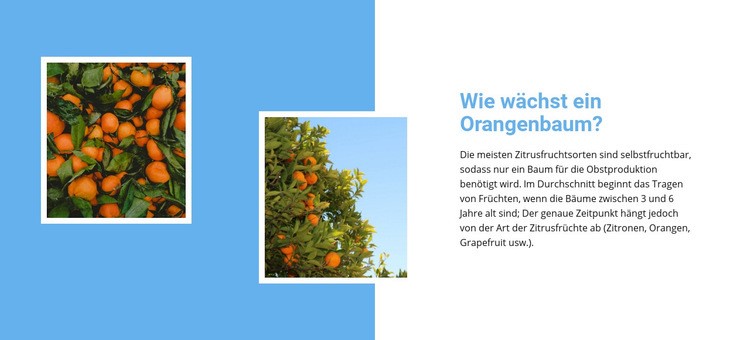 Orangenbaum wachsen lassen Website-Modell