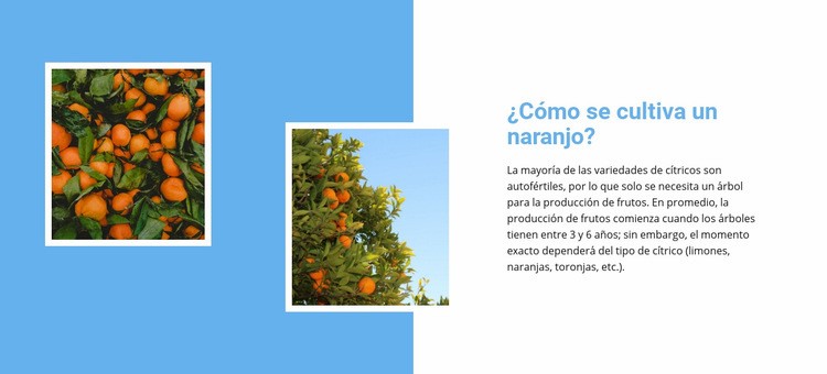 Cultivar naranjo Maqueta de sitio web
