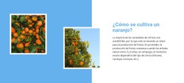 Cultivar Naranjo: Plantilla HTML5 Lista Para Usar