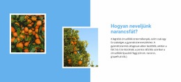 Növekszik A Narancsfa - Websablon