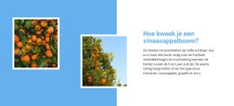 Websiteontwerp Kweek Een Sinaasappelboom Voor Elk Apparaat
