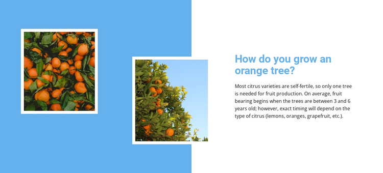 Grow orange tree  One Page Template