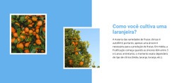 Crescer Laranjeira #Website-Design-Pt-Seo-One-Item-Suffix