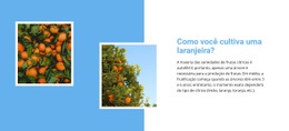 Crescer Laranjeira