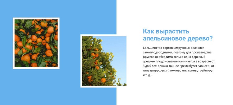 Вырасти апельсиновое дерево Шаблоны конструктора веб-сайтов