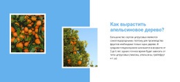 Вырасти Апельсиновое Дерево – Удобный Макет Сайта