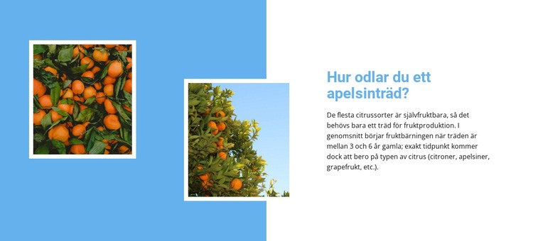 Odla apelsinträd Hemsidedesign