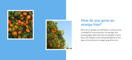 Grow Orange Tree - HTML5 Template