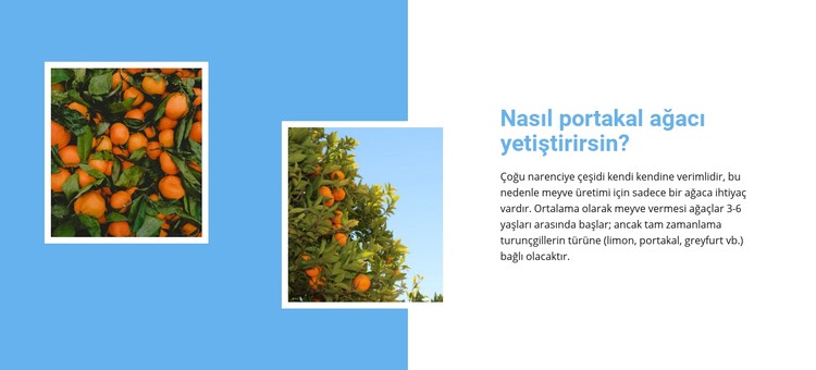 Portakal ağacı büyütün CSS Şablonu