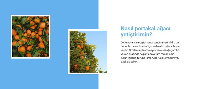 Portakal ağacı büyütün Bir Sayfa Şablonu