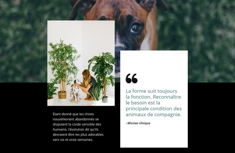 Citation sur les animaux Maquette de site Web