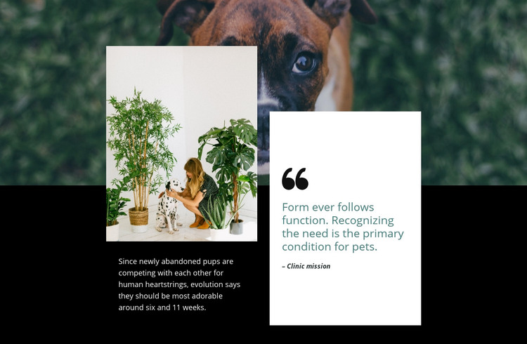 Quote about pets Homepage Design