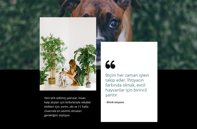 Evcil hayvanlar hakkında alıntı yapın CSS Şablonu