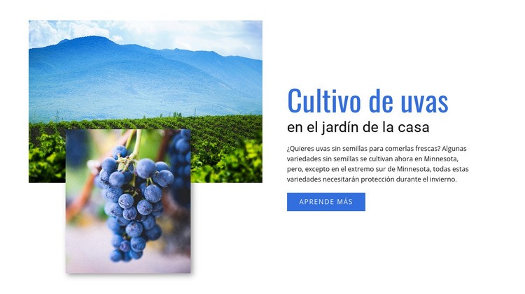 Cultivo de uvas Maqueta de sitio web